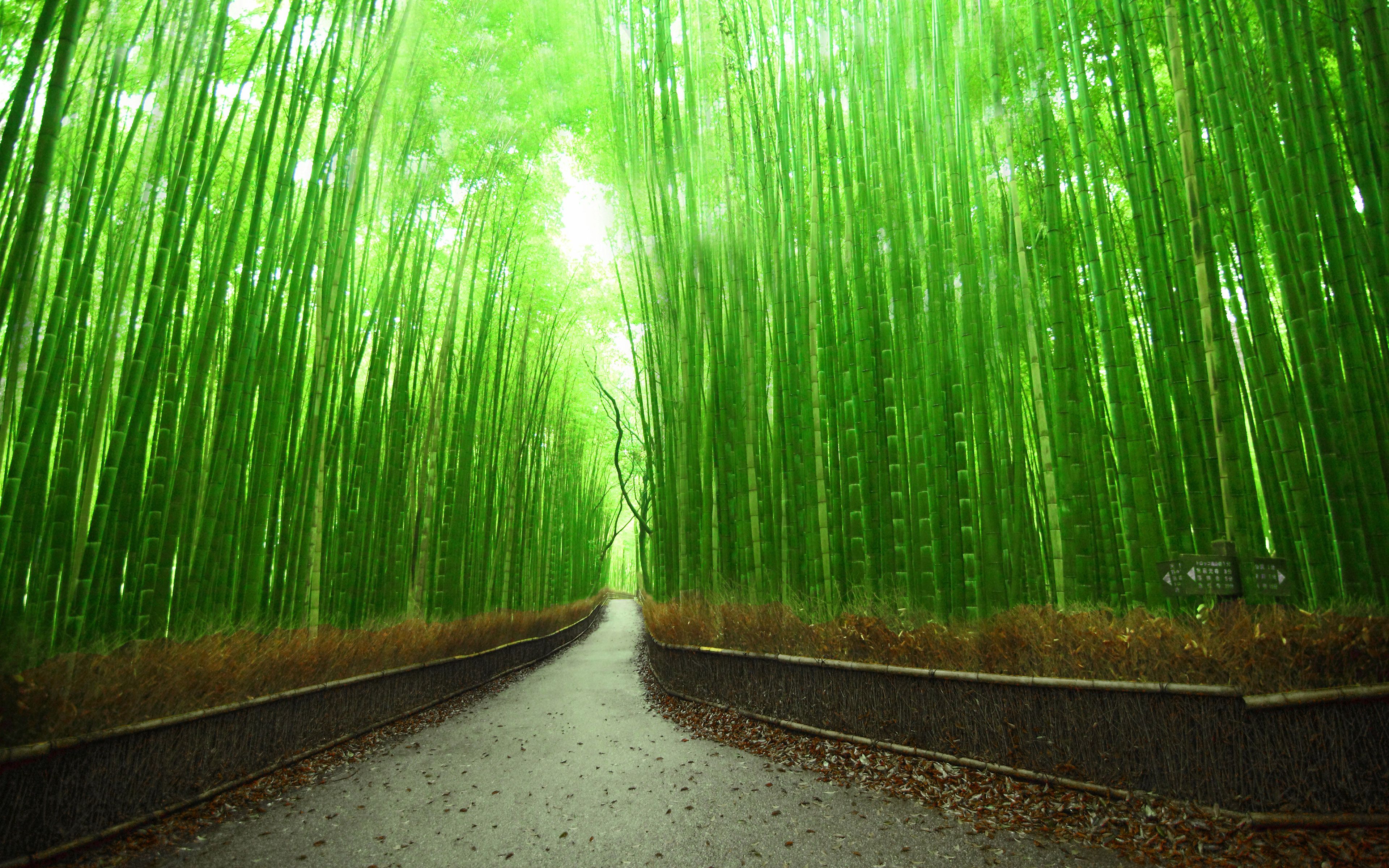green bamboo forest wallpapers wallpaper cave on green bamboo forest wallpapers