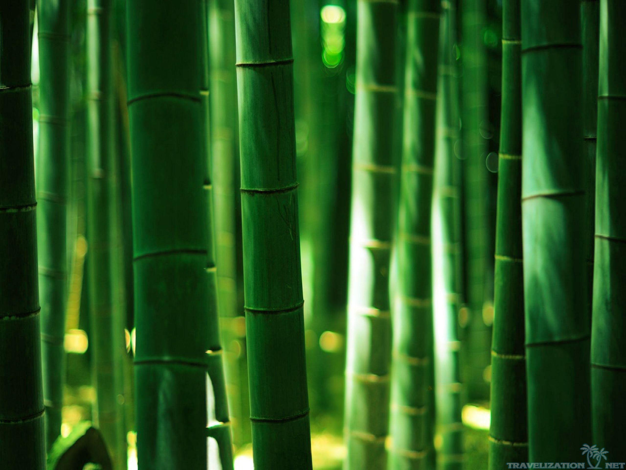 green bamboo forest wallpapers wallpaper cave on green bamboo forest wallpapers