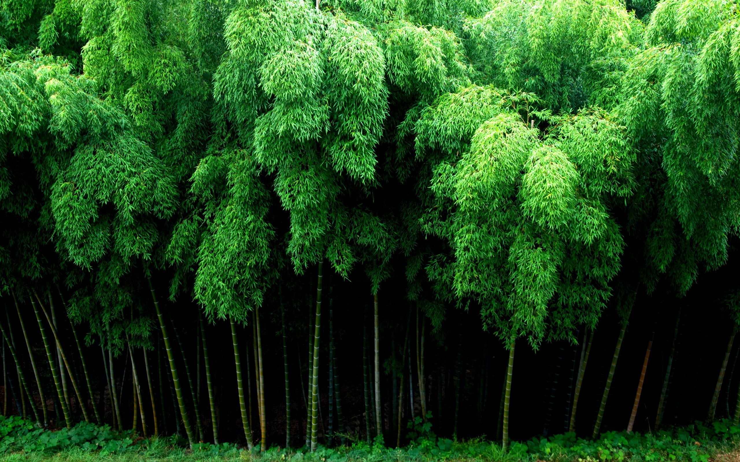 green bamboo forest wallpapers wallpaper cave on green bamboo forest wallpapers