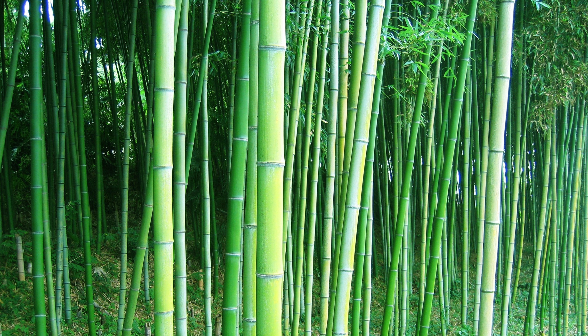 green bamboo forest wallpapers wallpaper cave on green bamboo forest wallpapers