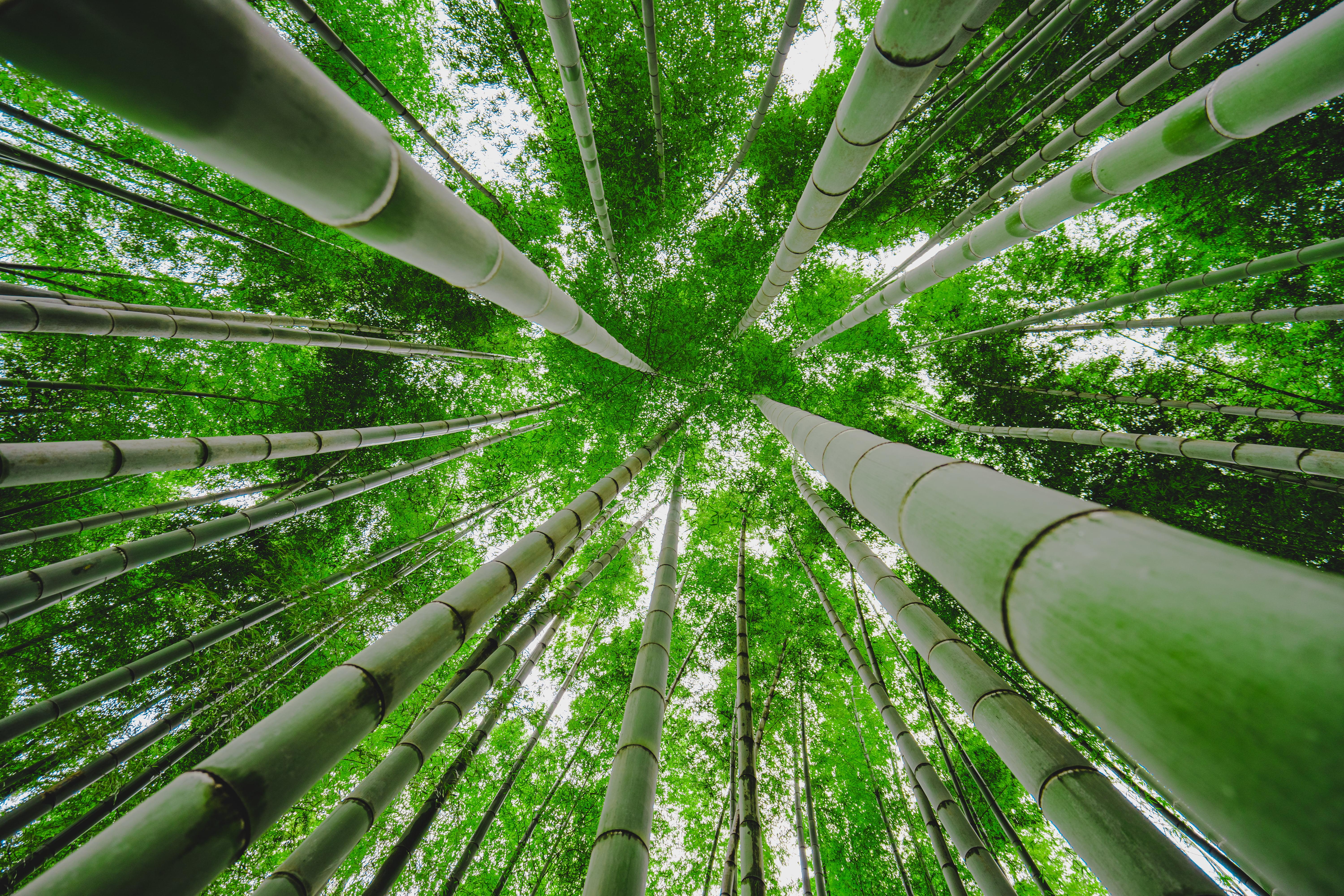 green bamboo forest wallpapers wallpaper cave on green bamboo forest wallpapers