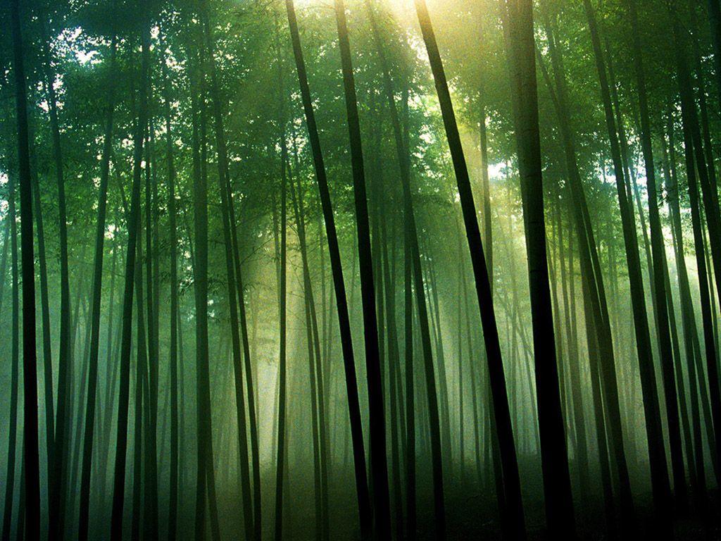 green bamboo forest wallpapers wallpaper cave on green bamboo forest wallpapers