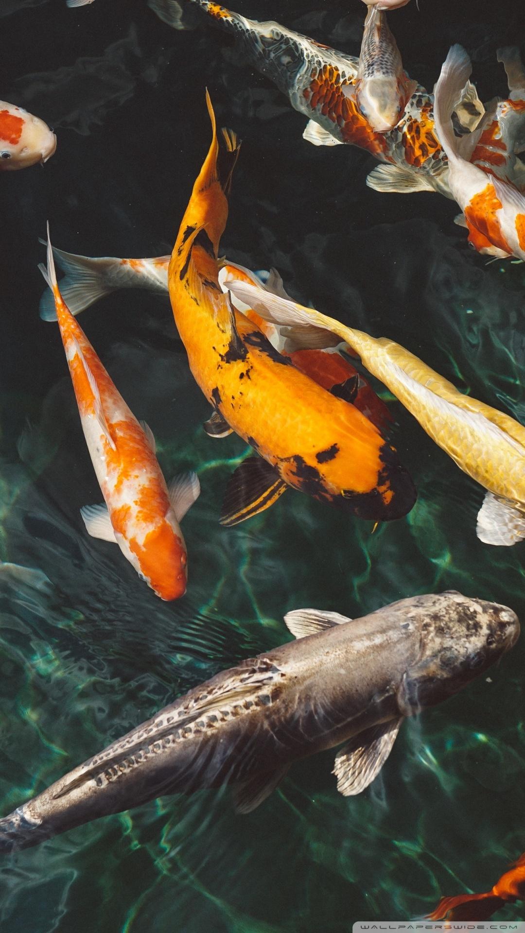 Uj fishstick style fortnite sonic and shadow best gaming wallpapers. 4k Fish Mobile Wallpapers - Wallpaper Cave