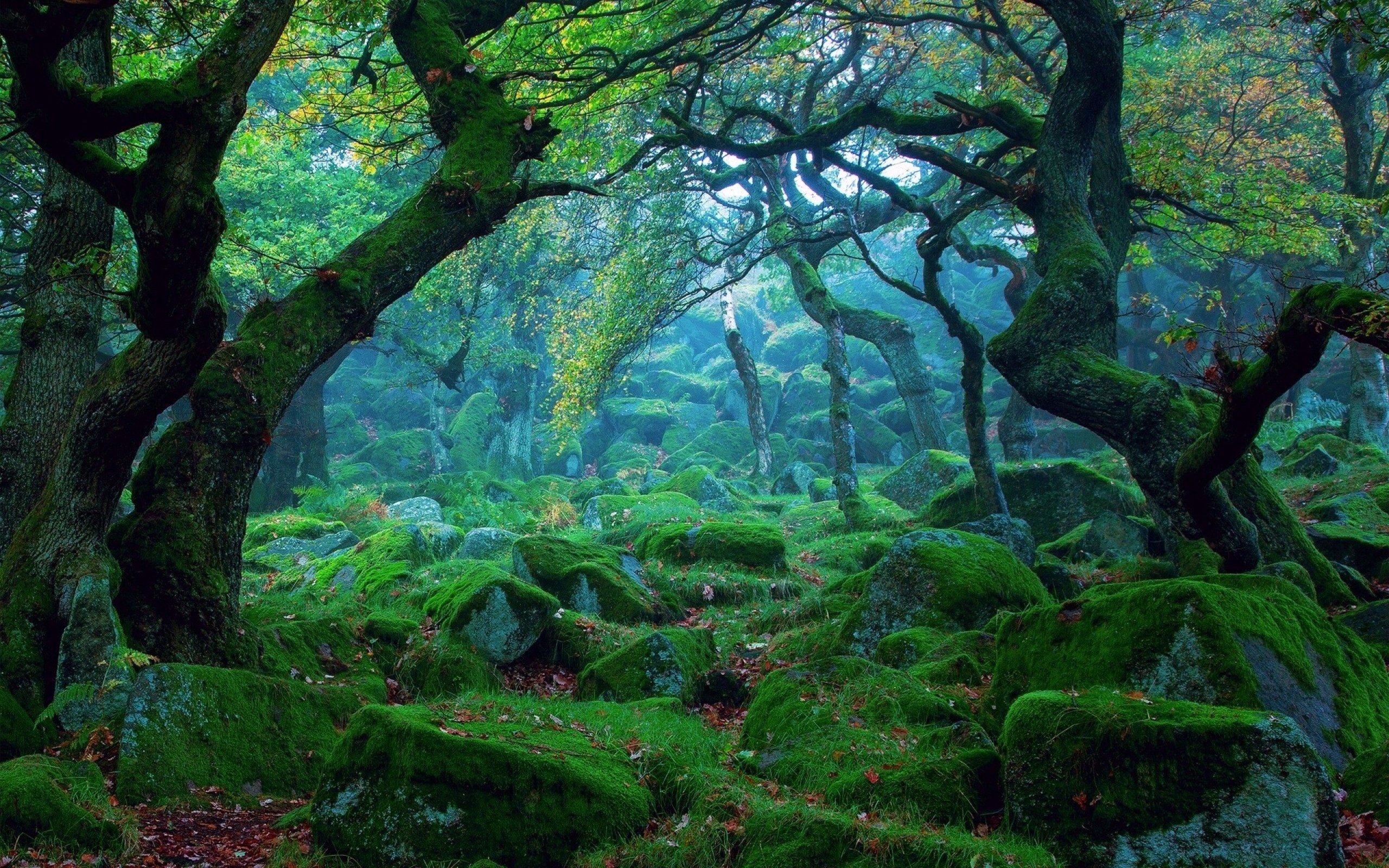 Forest landscape wallpapers