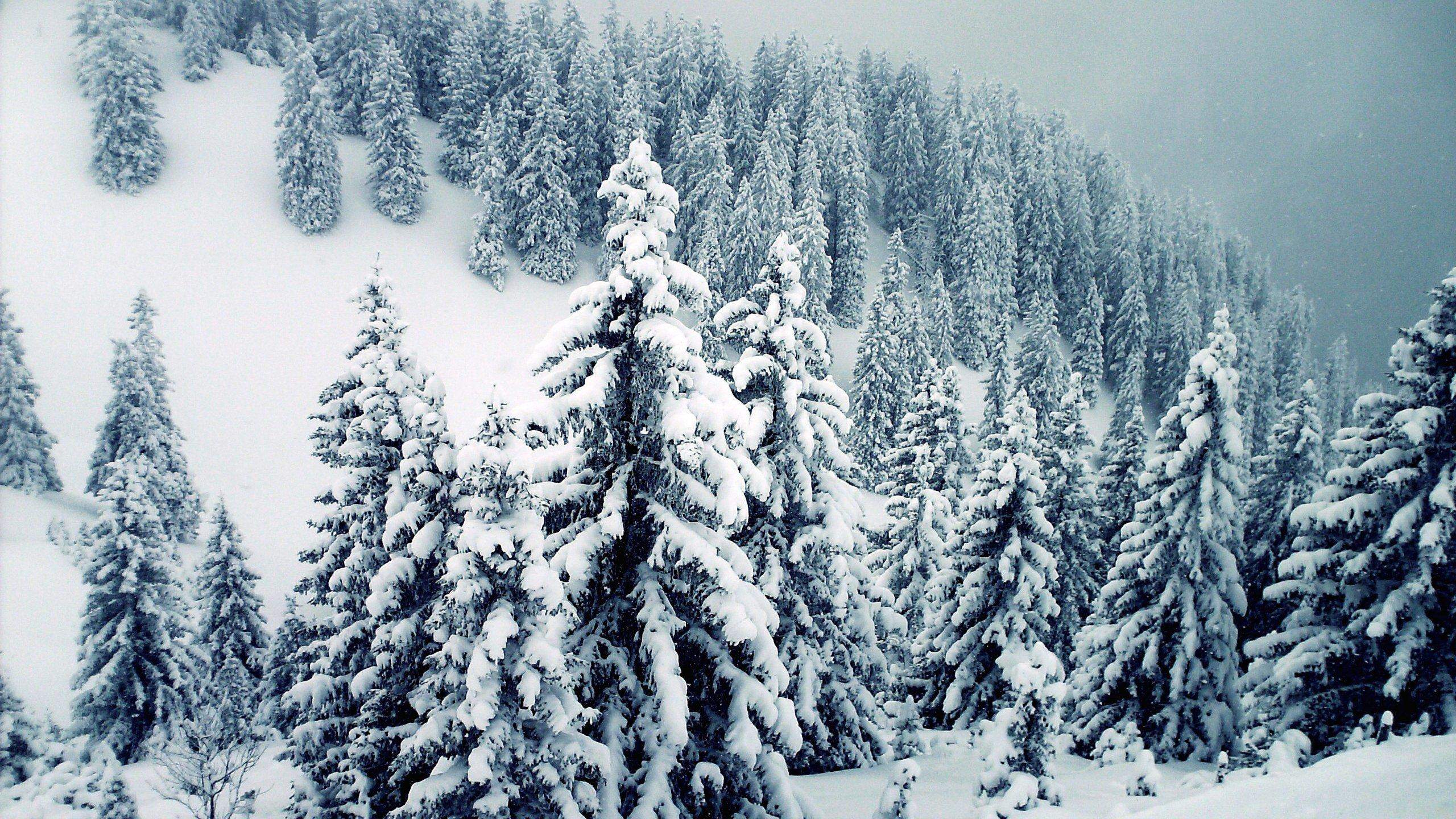 Search for more beautiful pictures and free images on picjumbo! Snow Covered Winter Trees Wallpapers Wallpaper Cave