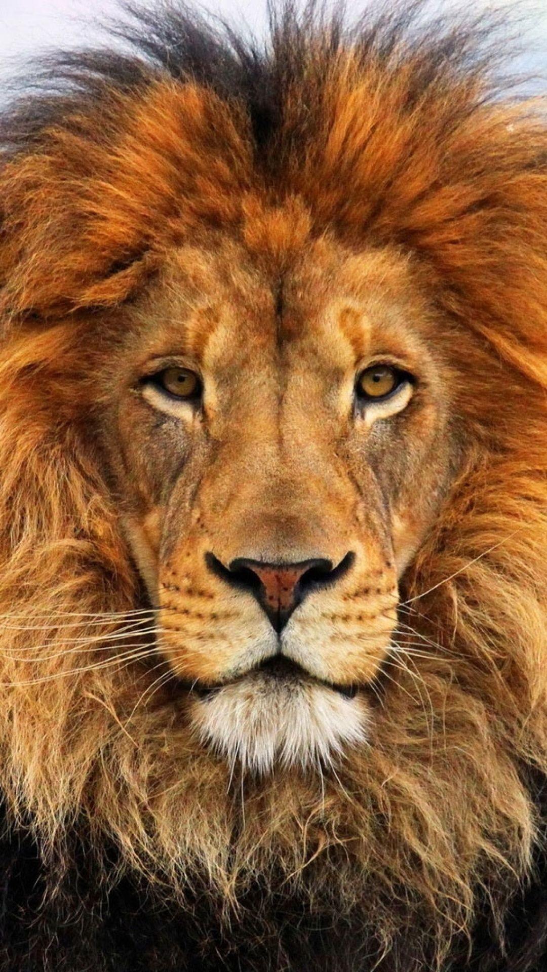 Lion close up face angry wallpapers