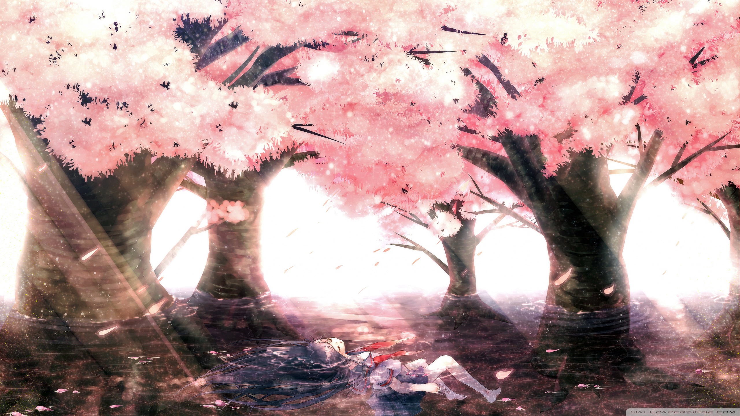 Pohon sakura png, transparent png is free transparent png image. Anime Cherry Trees Wallpapers Wallpaper Cave