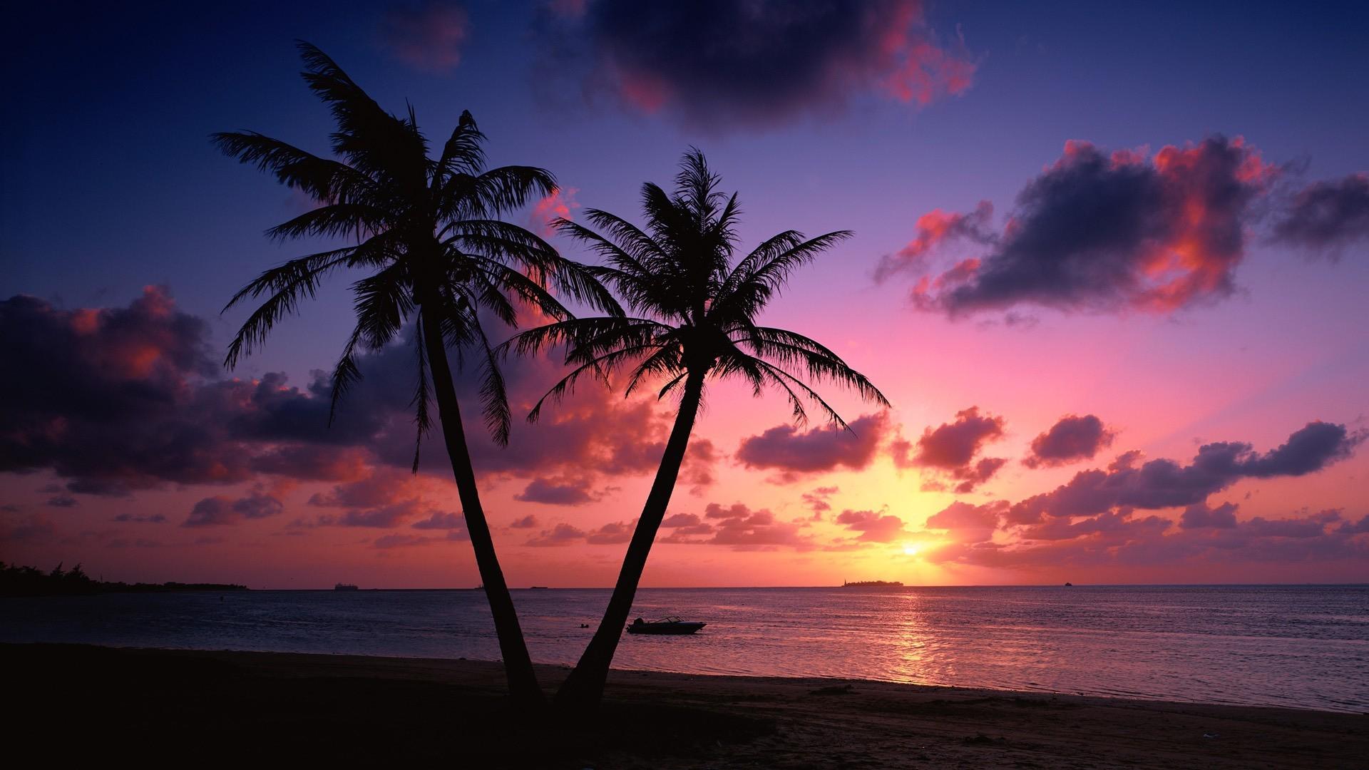 Two Green Coconut Trees Sea Love Sunset Palm Trees The Ocean Hd Wallpaper Wallpaperbetter
