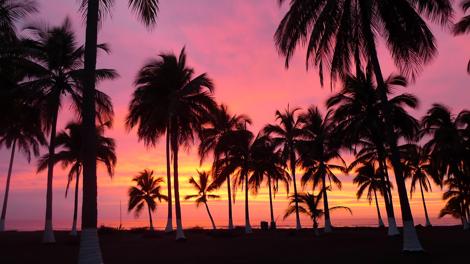 Palm Tree Wallpaper Beaches Sunset Wallpapers For Free Download About 3 299 Wallpapers