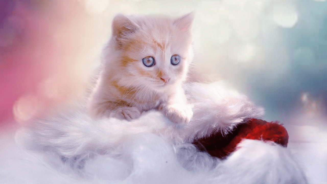 cutest thing ever wallpapers wallpaper cave on cutest thing ever wallpapers