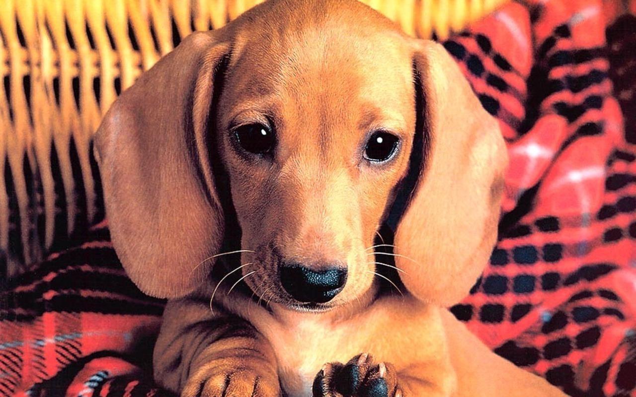 cutest thing ever wallpapers wallpaper cave on cutest thing ever wallpapers