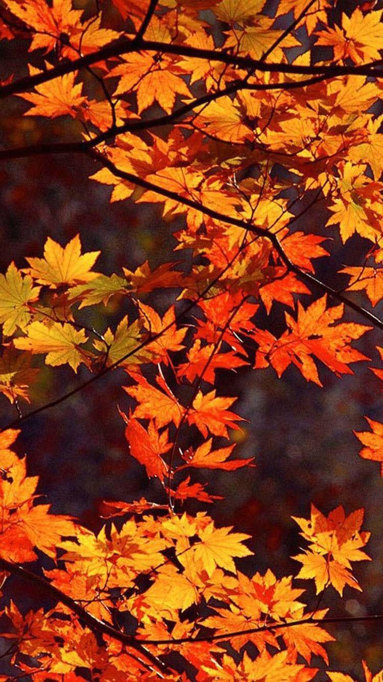 Autumn leaves phone wallpaper v1 download. Autumn Mobile Hd Wallpapers Wallpaper Cave