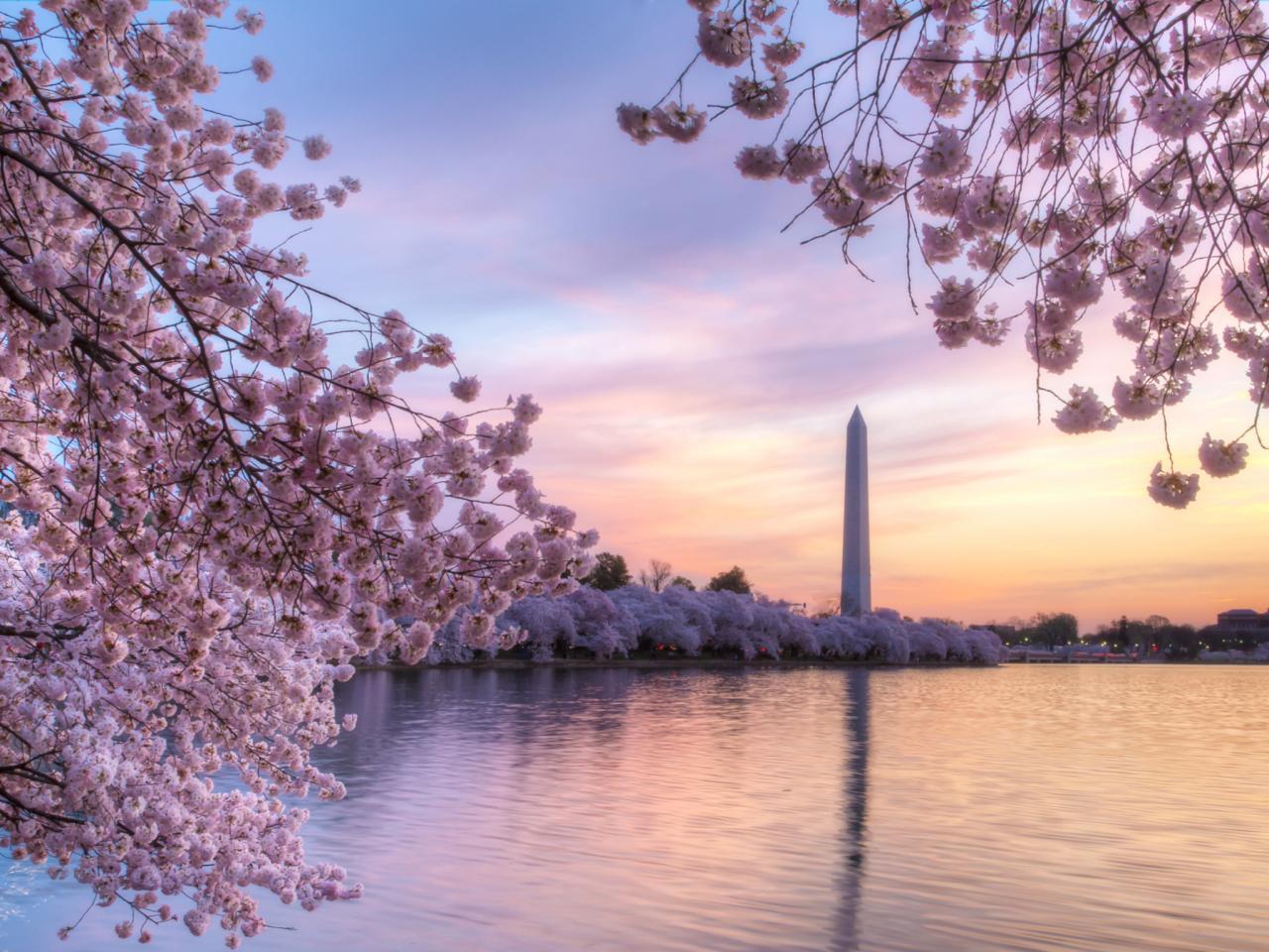 Washington dc spring wallpapers