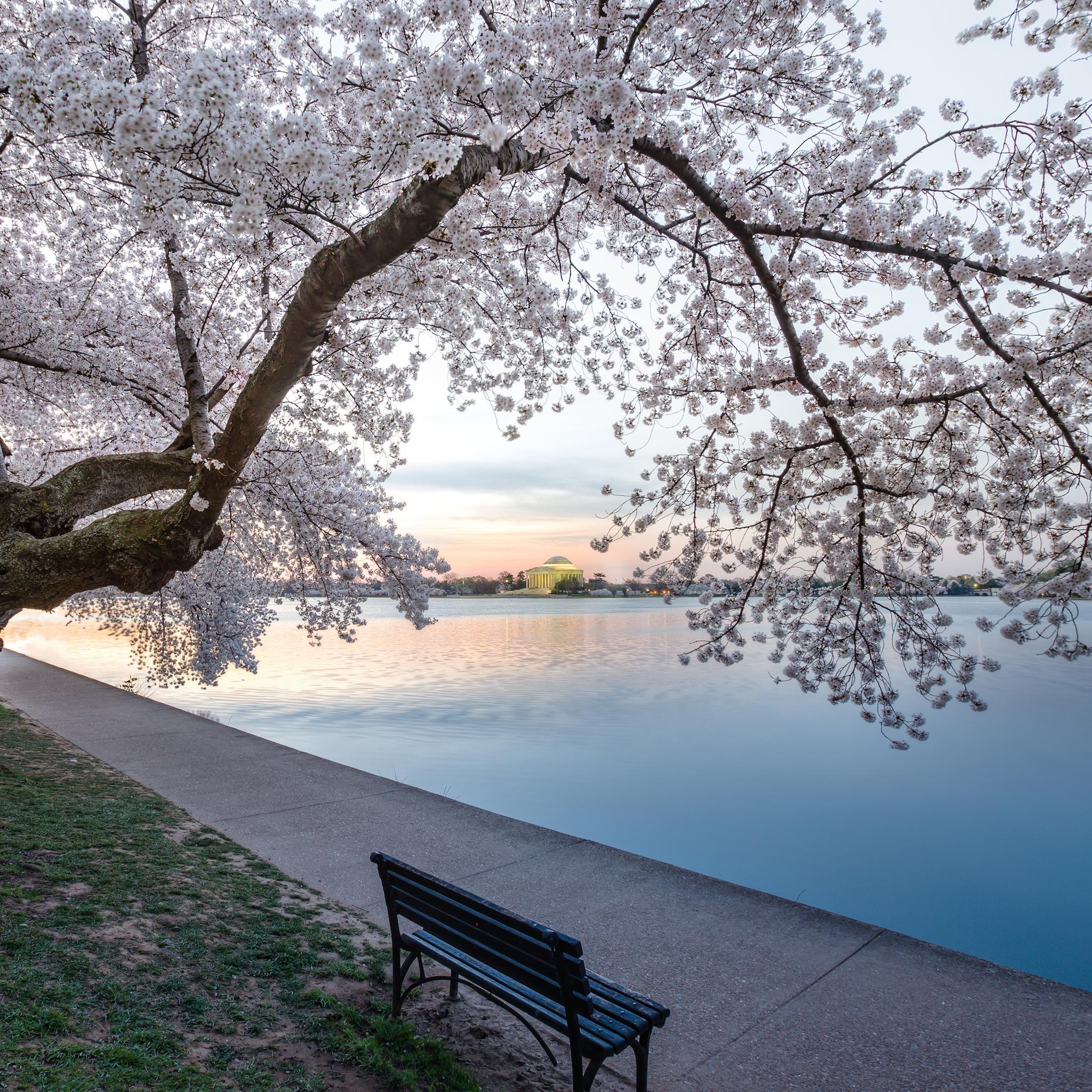 Washington dc spring wallpapers