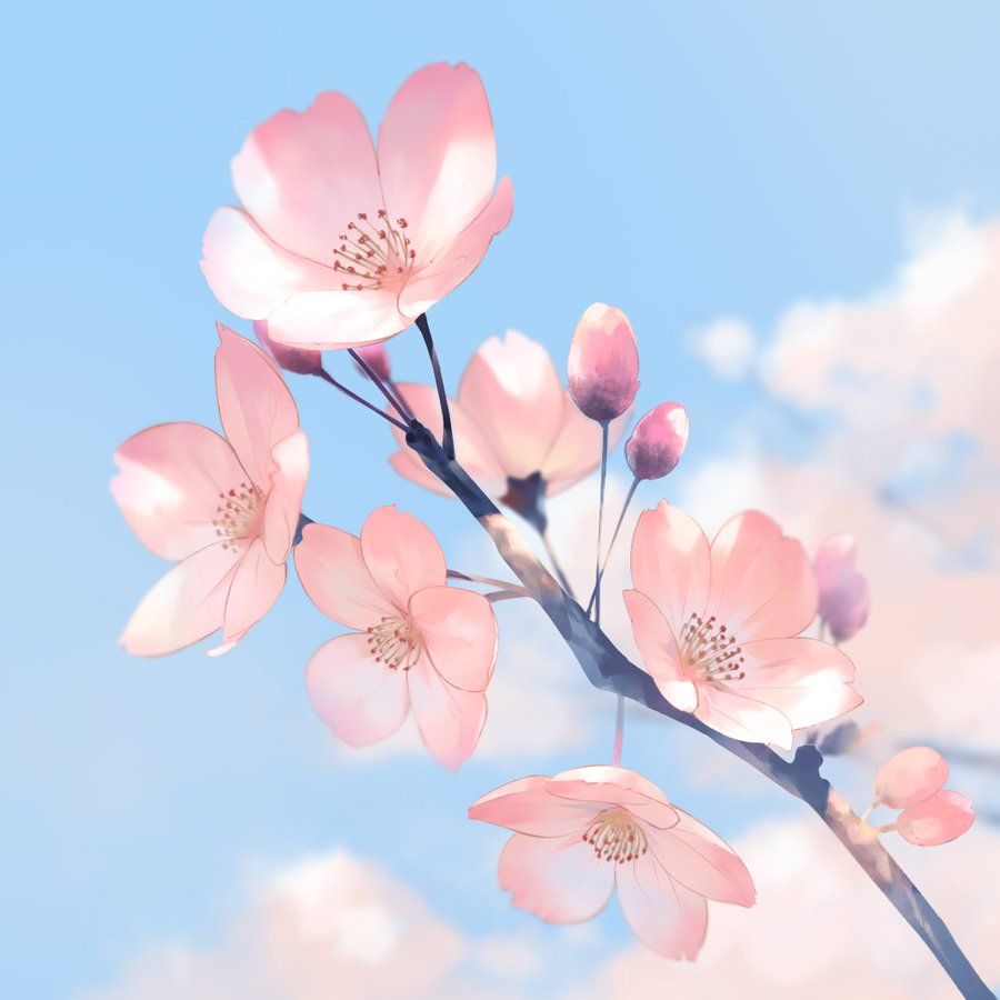 cherry blossom anime wallpapers wallpaper cave on anime flower wallpapers