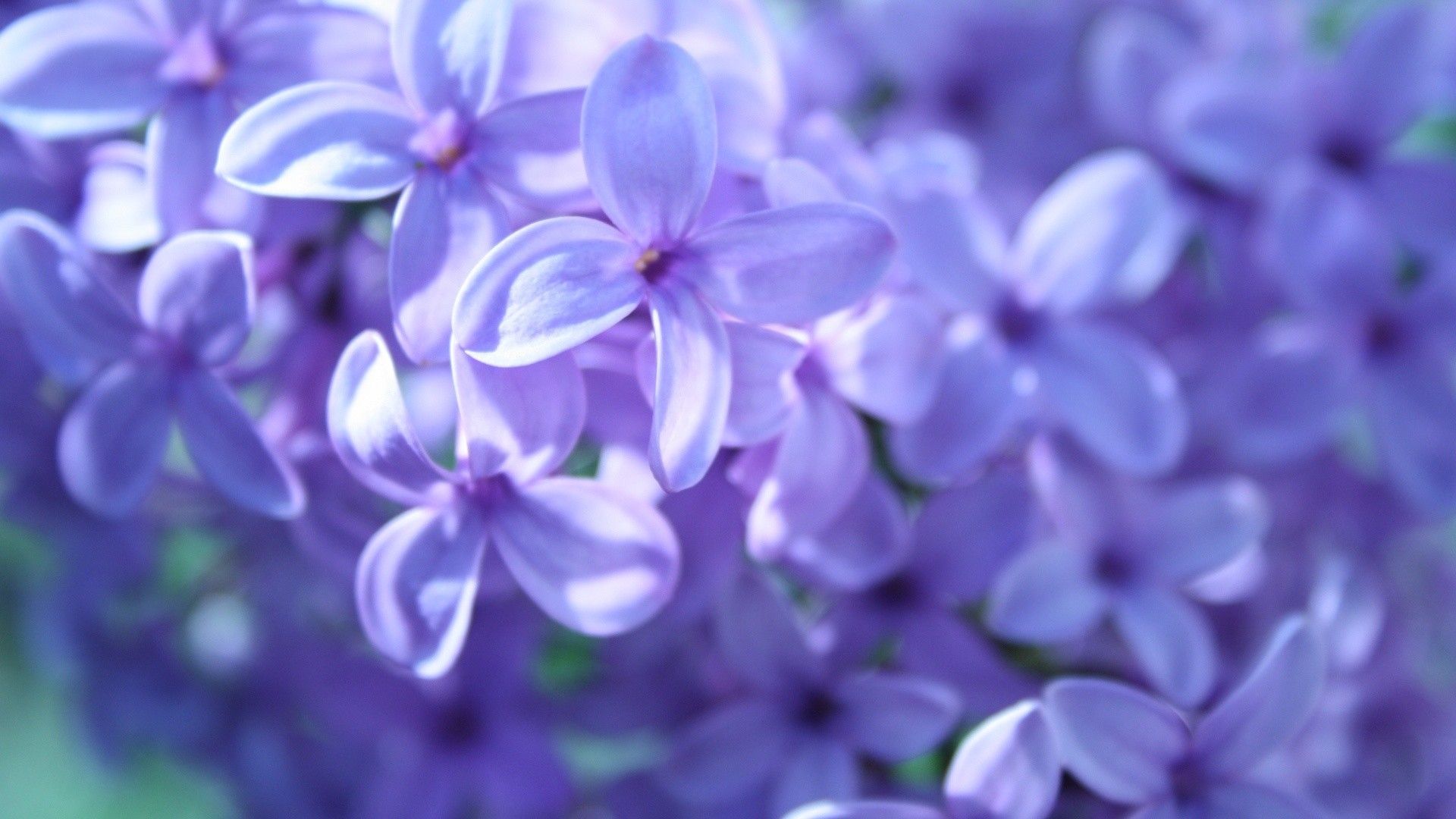 Tons of awesome lilac wallpapers to download for free. Pastel Purple Desktop Wallpapers Wallpaper Cave