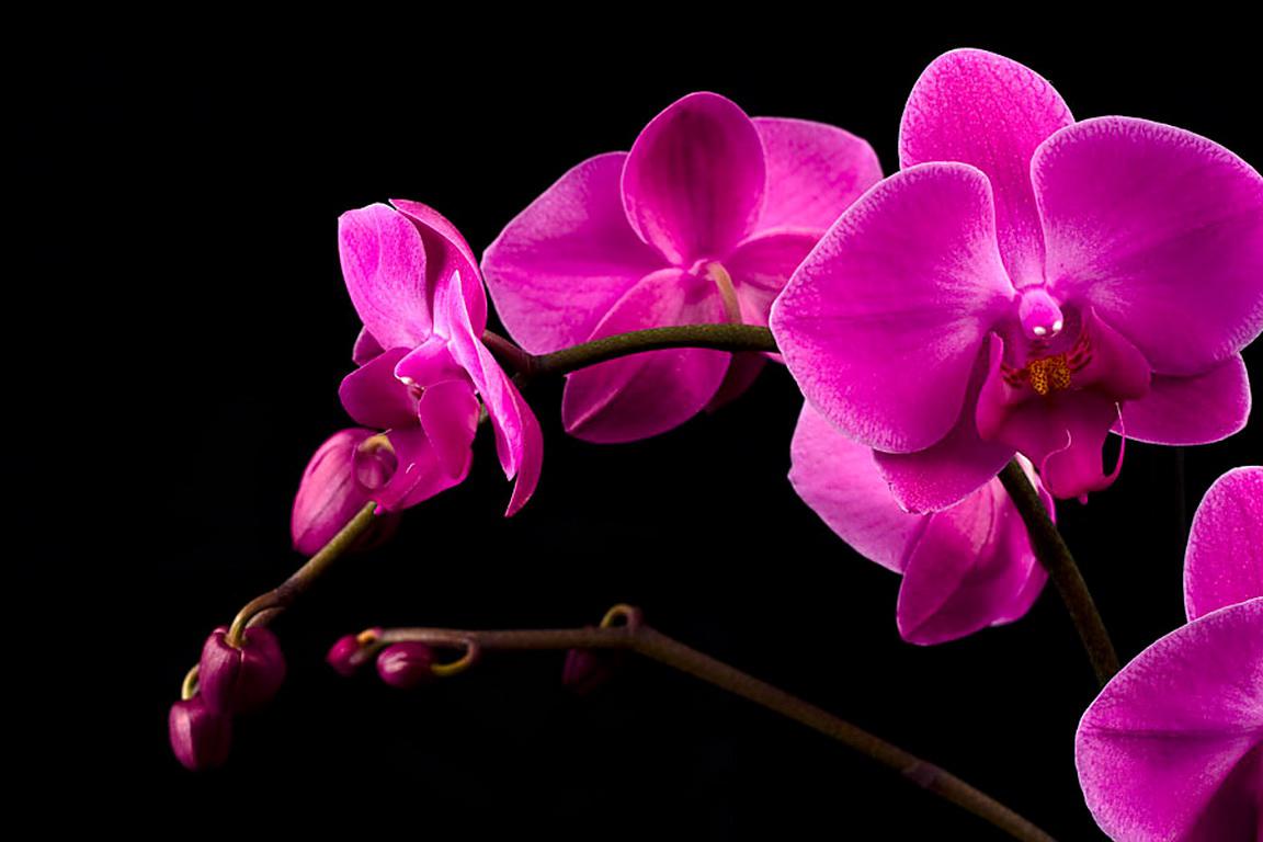 Download the perfect pink orchid pictures. Pink Orchid Wallpapers Wallpaper Cave