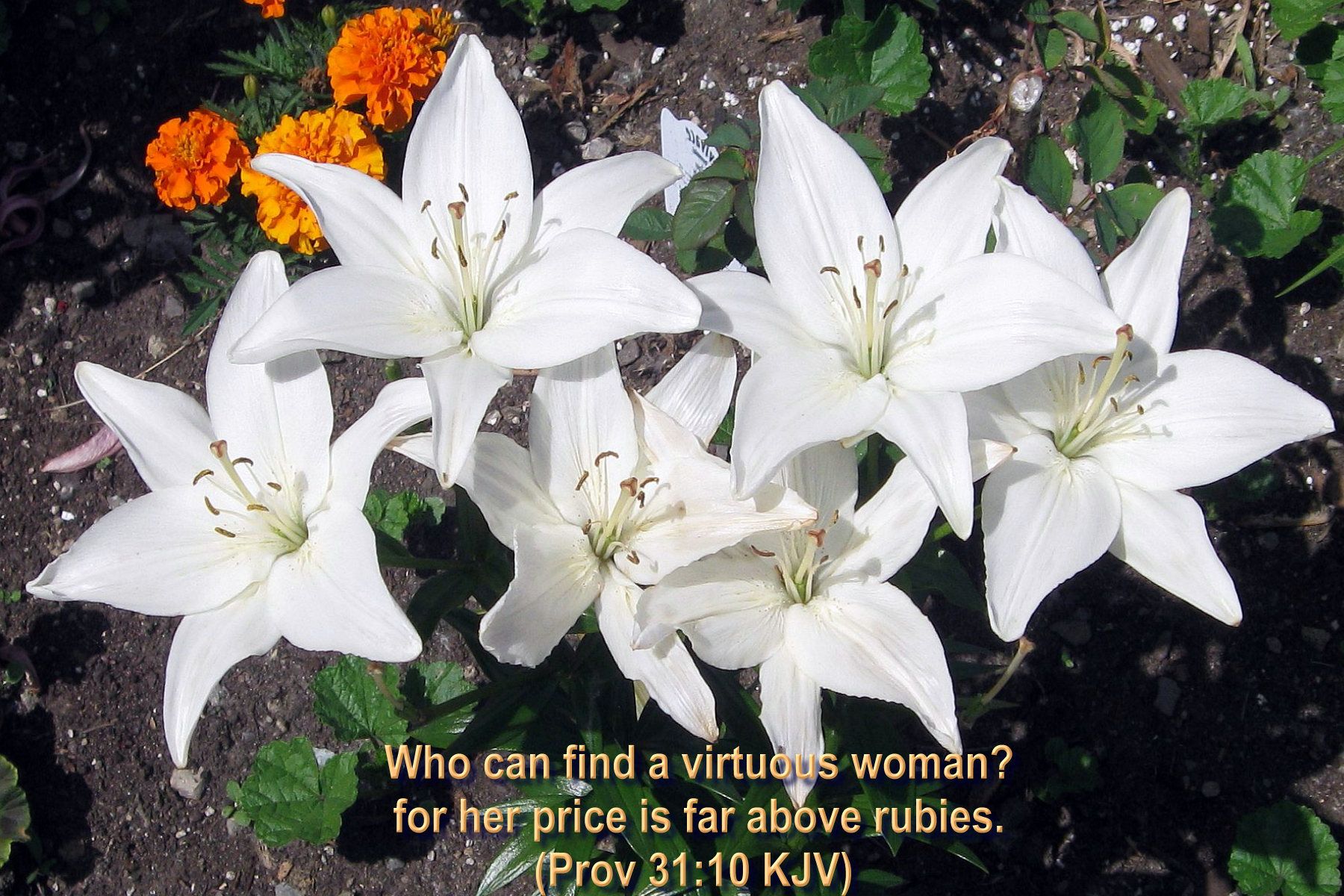 Planning a wedding, celebrating an a. Beautiful Bible Wallpapers Wallpaper Cave