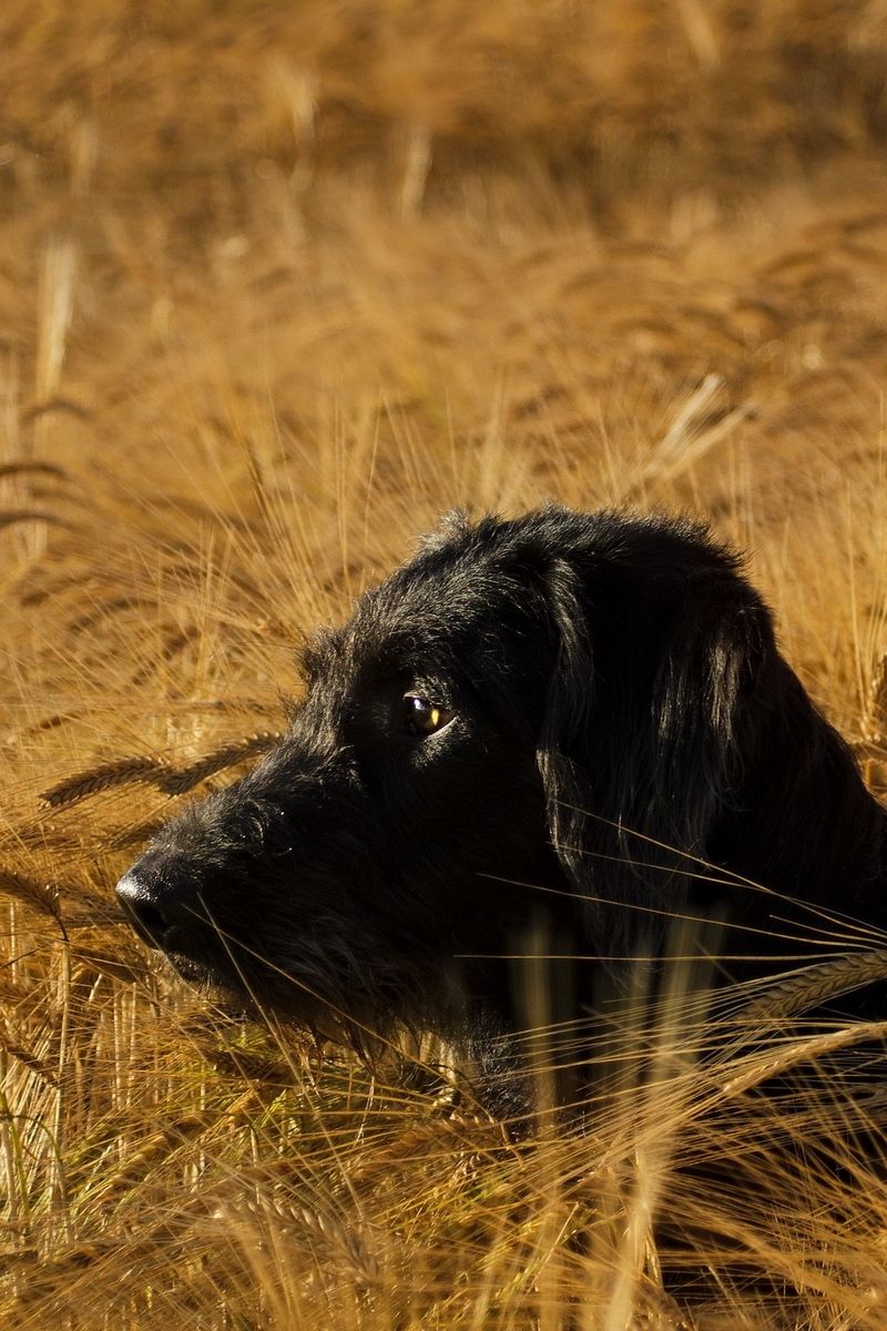 hunting iphone wallpapers wallpaper cave on hunting iphone wallpapers