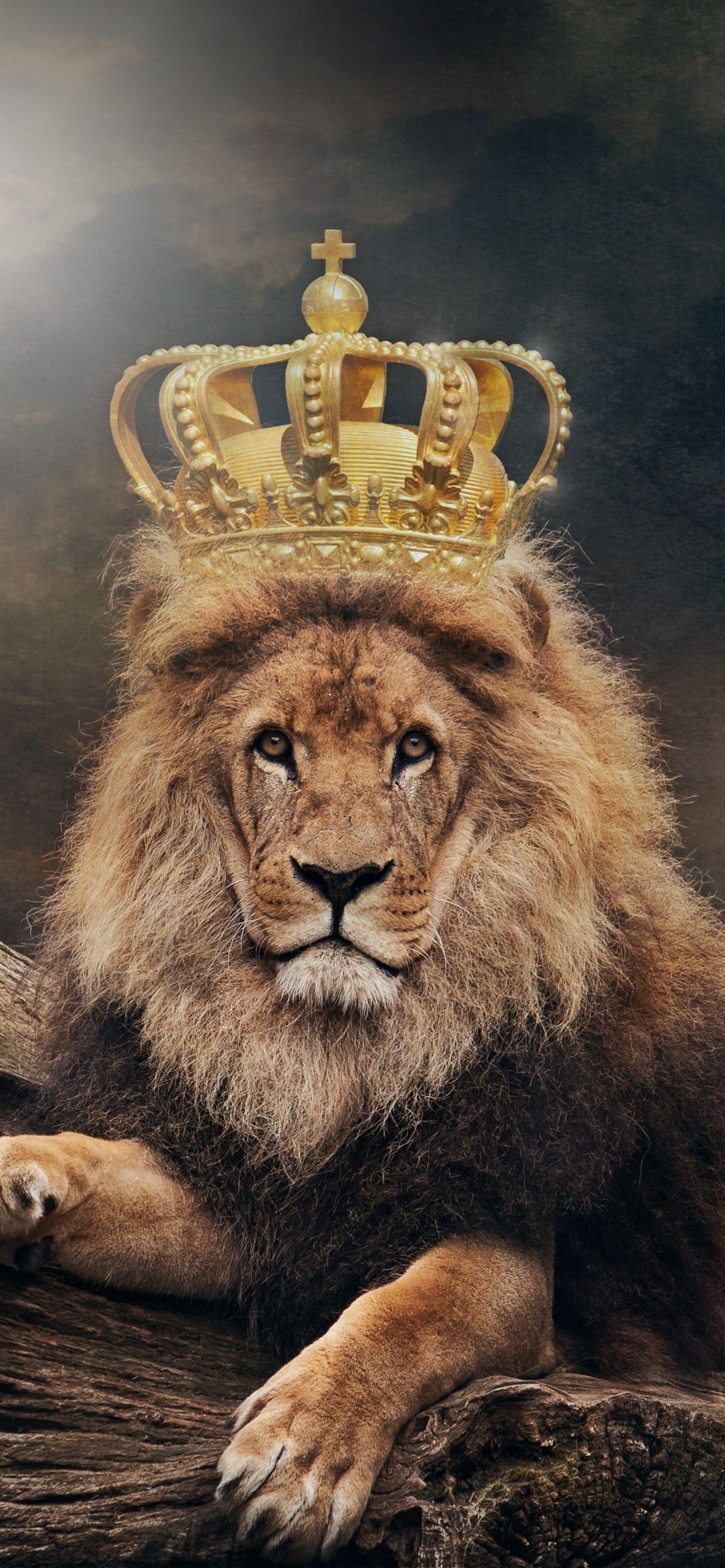 Lion iphone wallpapers