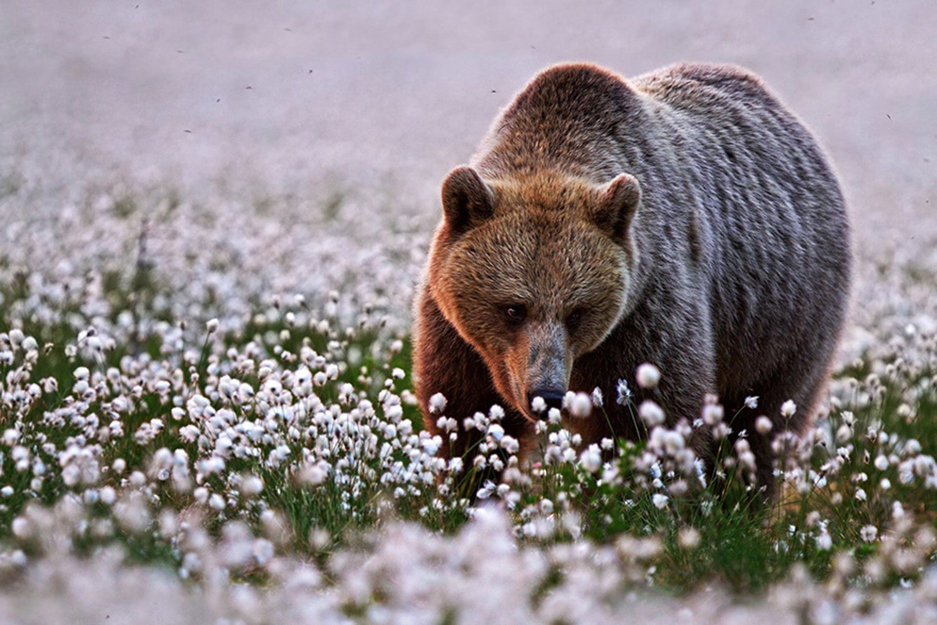Tons of awesome brown bear wallpapers to download for free. Bear In Spring Wallpapers Wallpaper Cave