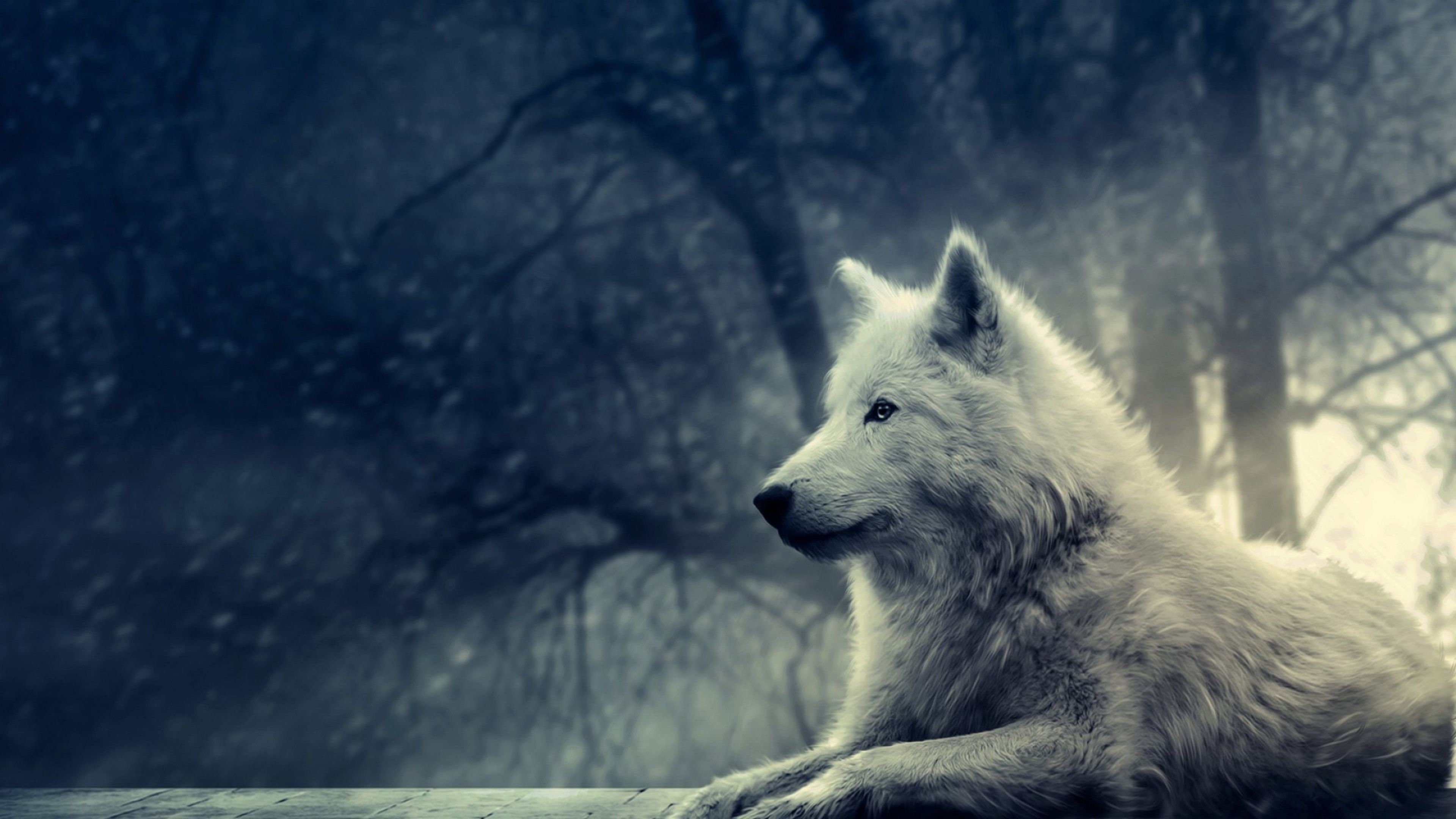 Aktuelles · blog · verlag · historie · noir club newsletter · bücher · neuerscheinungen · noir contemporary · noir thriller · noir fantasy · noir history . Sad Wolf Wallpapers - Wallpaper Cave