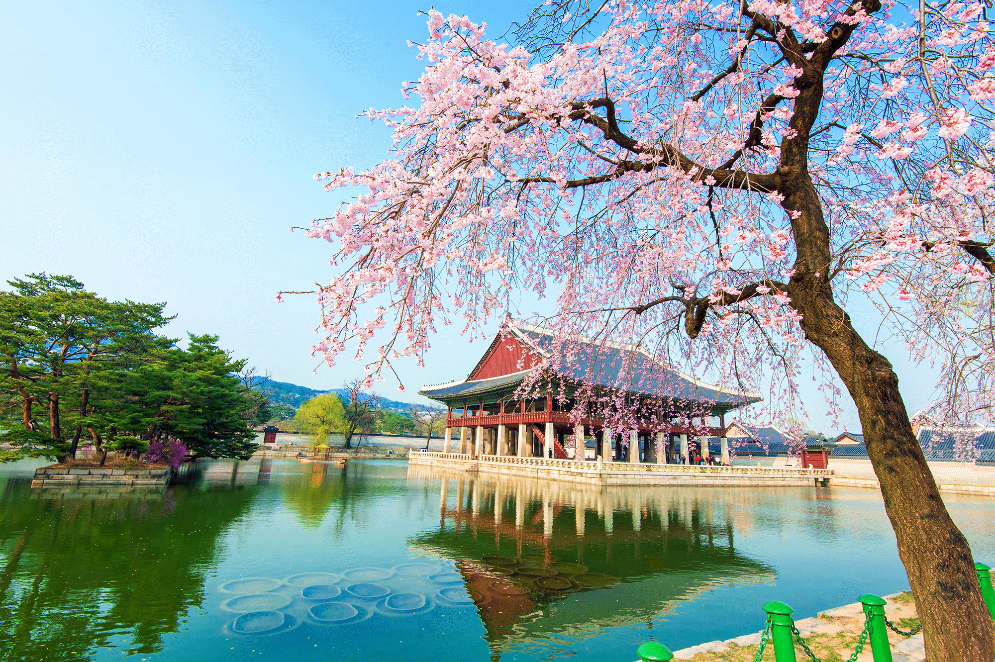 spring south korea wallpapers wallpaper cave on spring korean wallpapers
