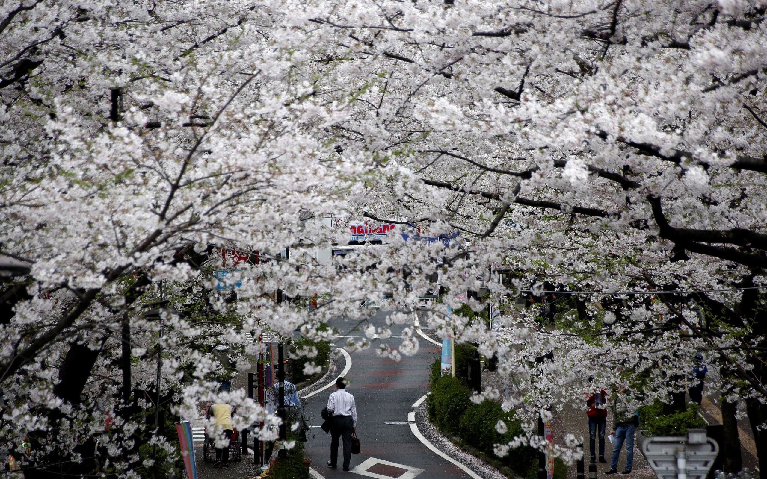 spring south korea wallpapers wallpaper cave on spring korean wallpapers