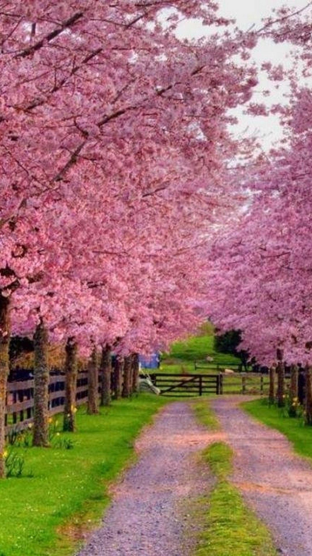 Dummies helps everyone be more knowledgeable and confident in applying what they know. Spring For Mobile Wallpapers Wallpaper Cave