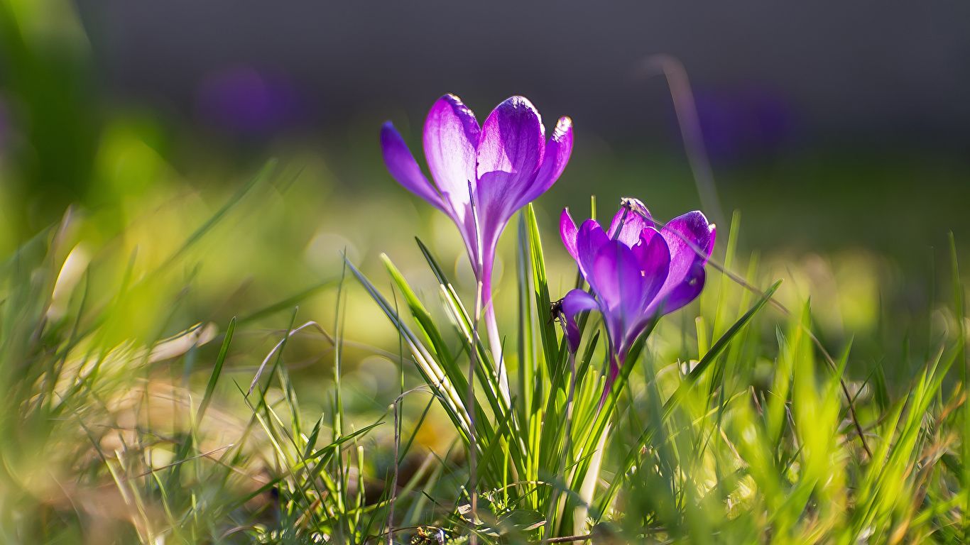 spring flowers 1366x768 wallpapers wallpaper cave on spring flowers 1366x768 wallpapers