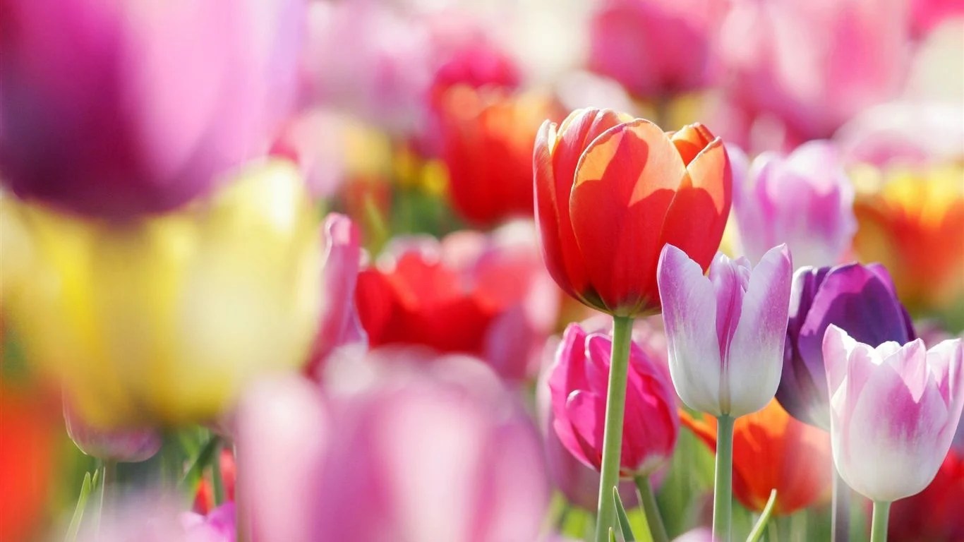 spring flowers 1366x768 wallpapers wallpaper cave on spring flowers 1366x768 wallpapers
