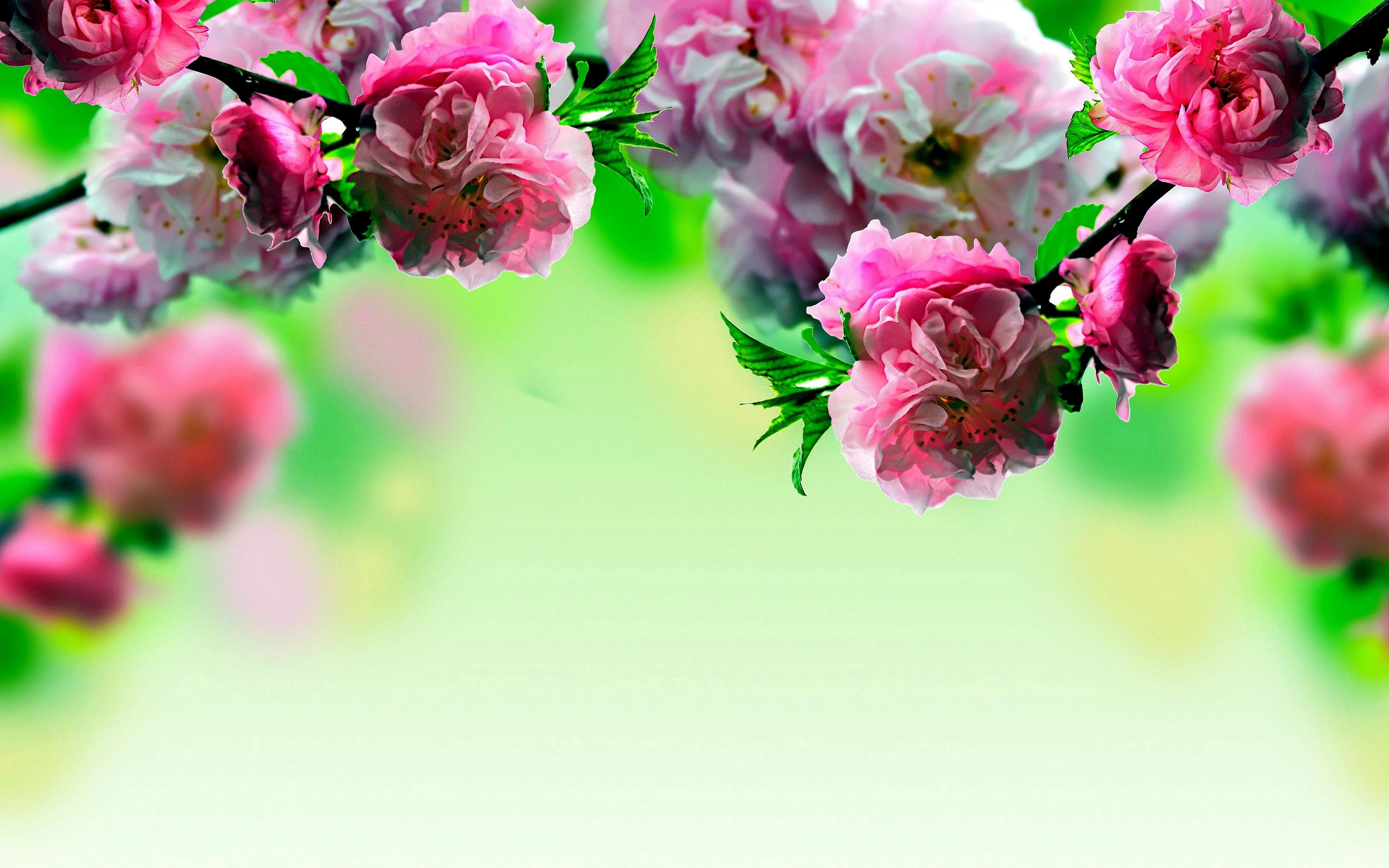 spring flowers 1366x768 wallpapers wallpaper cave on spring flowers 1366x768 wallpapers