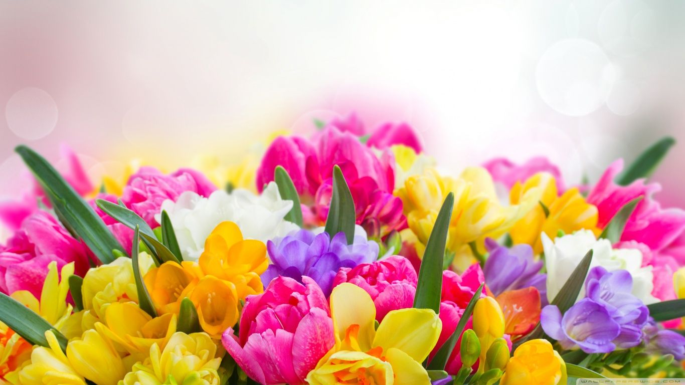 spring flowers 1366x768 wallpapers wallpaper cave on spring flowers 1366x768 wallpapers