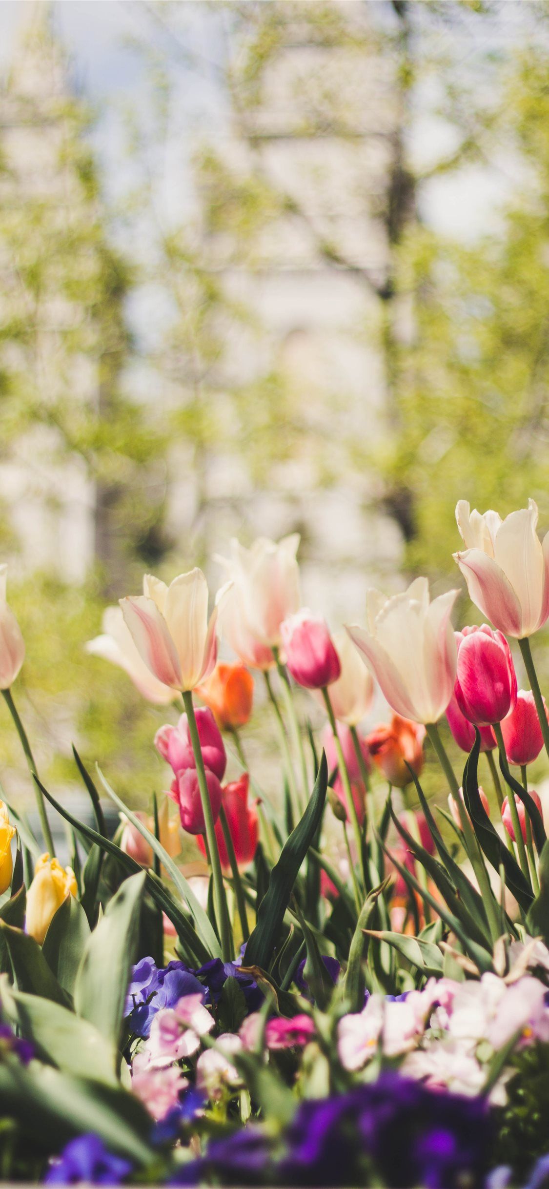 iphone 11 spring wallpapers wallpaper cave on iphone spring abstract wallpapers