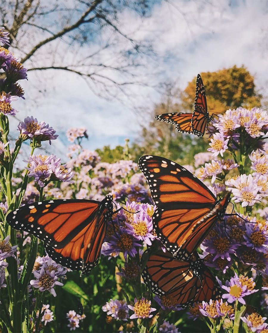 There are 46 aesthetic anime wallpapers published on this page. Monarch Butterfly Aesthetic Wallpapers - Wallpaper Cave