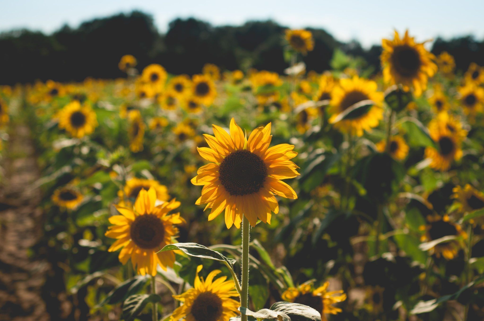 aesthetic sunflower field wallpapers wallpaper cave on field of sunflowers wallpapers