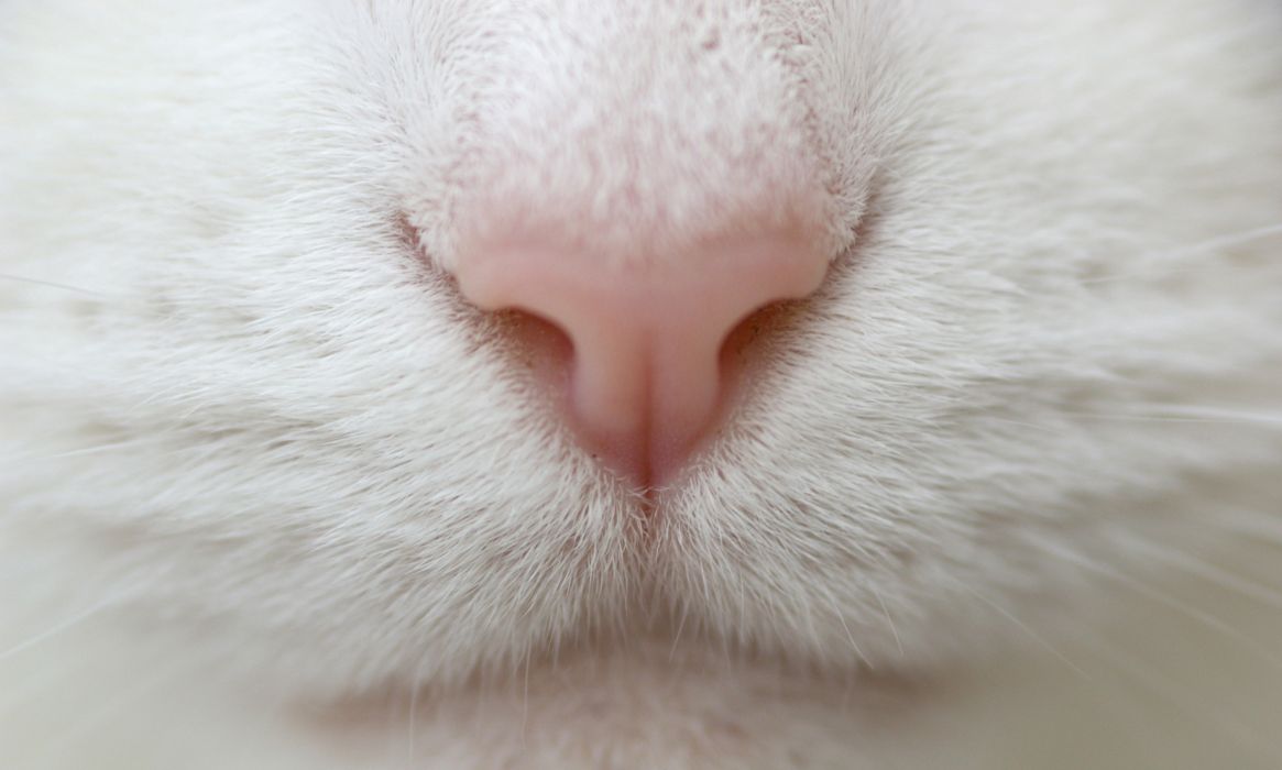 Nose wallpapers