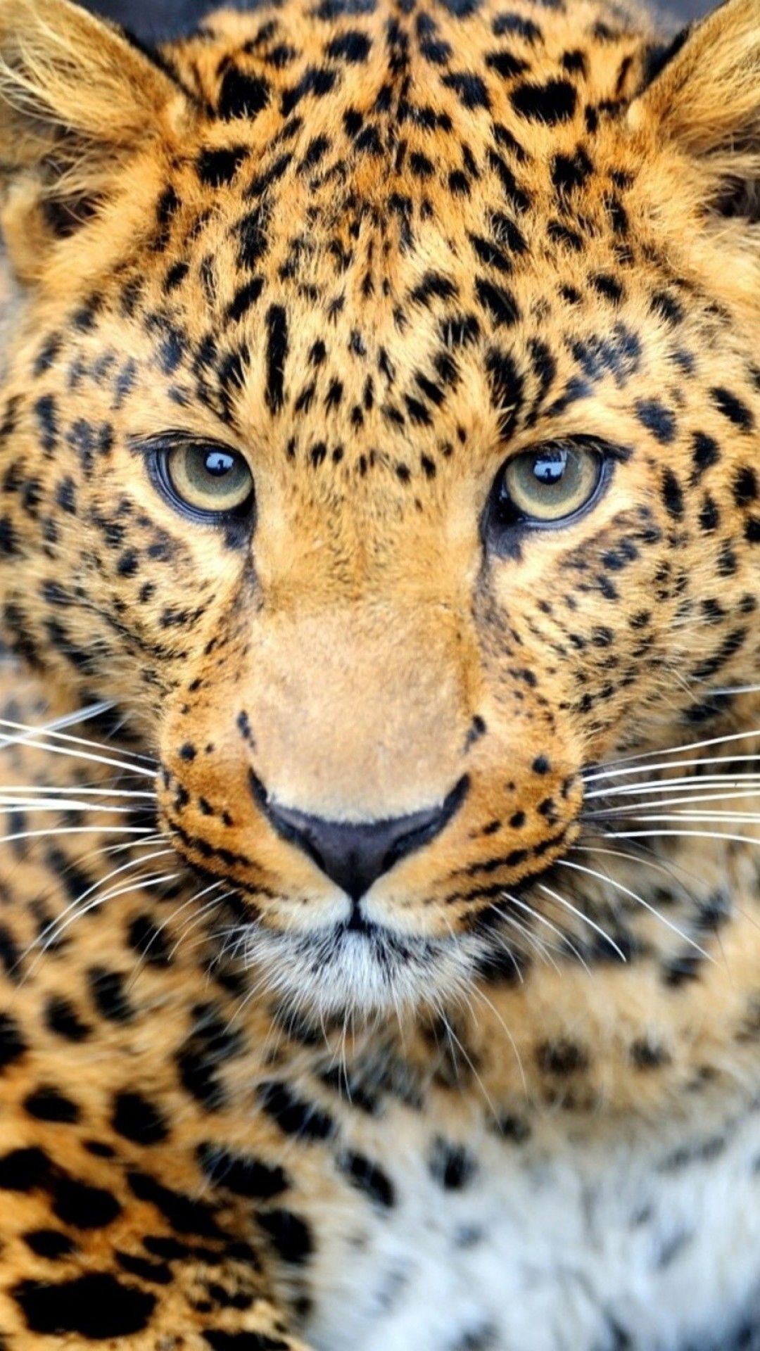 1080x1920 beautiful cheetah iphone 6s plus wallpaper>. Cheetah Phone Wallpapers - Wallpaper Cave