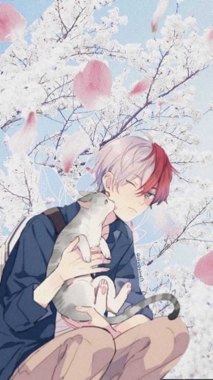 todoroki as a cat wallpapers wallpaper cave on todoroki as a cat wallpapers