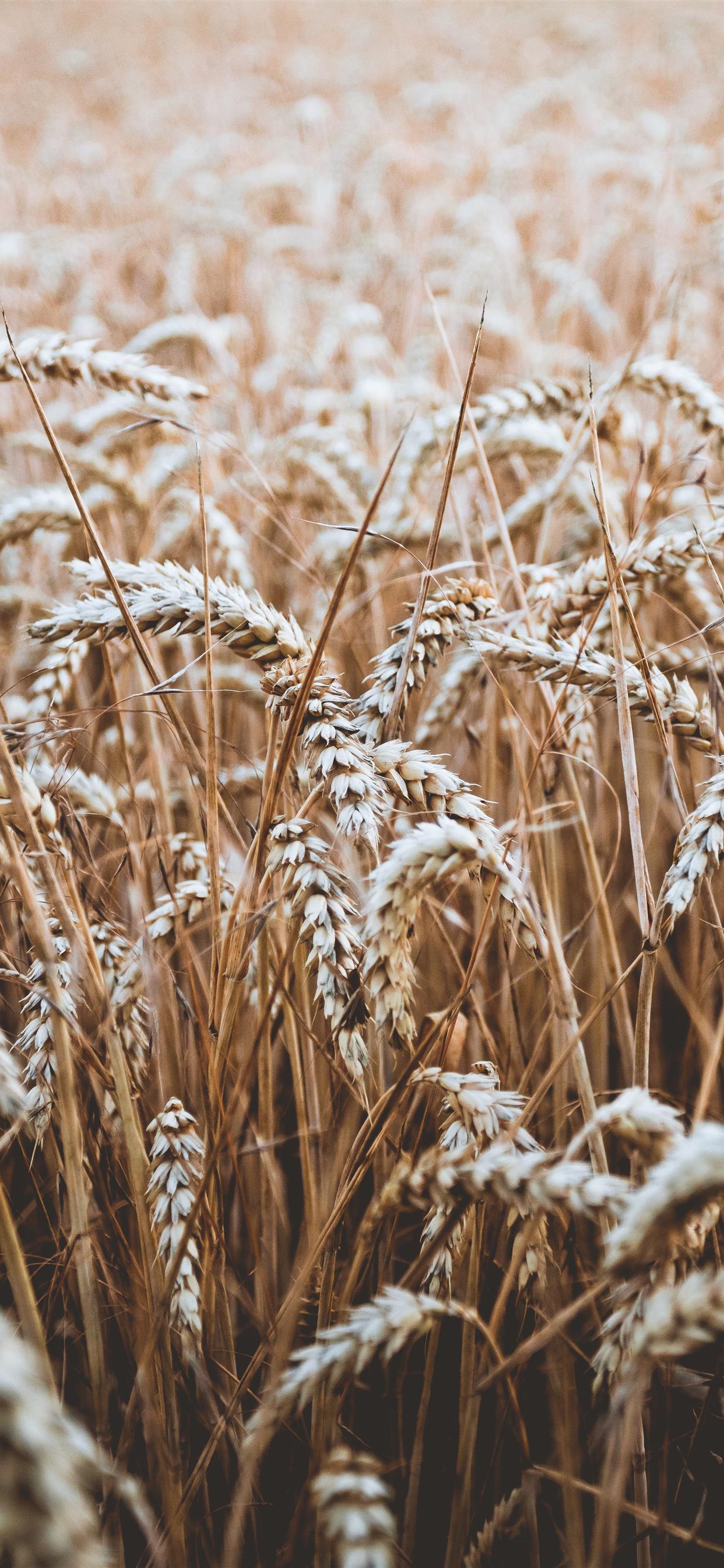 Yesterday is history tomorrow is a mystery but today is a gift that's why we call it the present. Iphone Xr Agriculture Wallpapers Wallpaper Cave