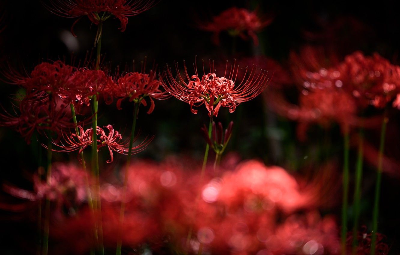 red spider lily wallpapers wallpaper cave on red spider lily wallpapers