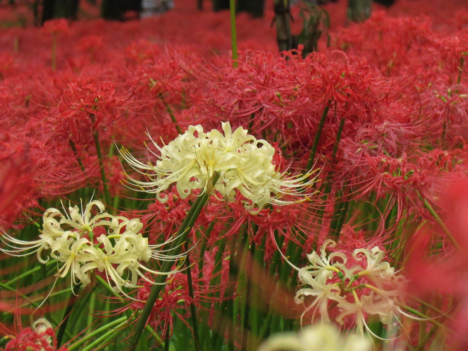 red spider lily wallpapers wallpaper cave on red spider lily wallpapers