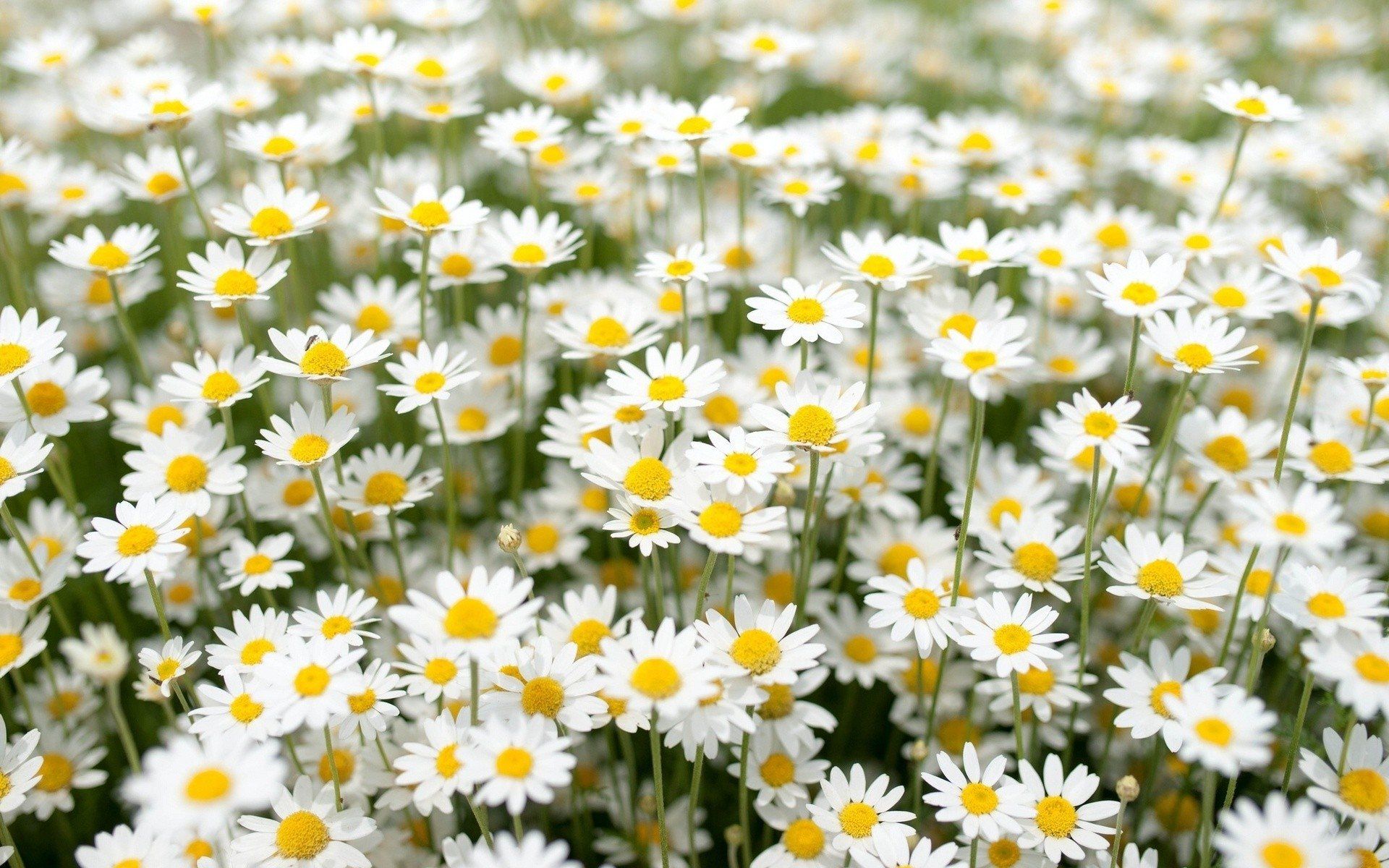 field of daisies wallpapers wallpaper cave on field of daisies wallpapers