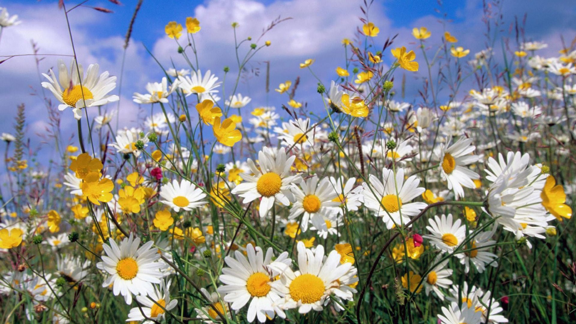 field of daisies wallpapers wallpaper cave on field of daisies wallpapers