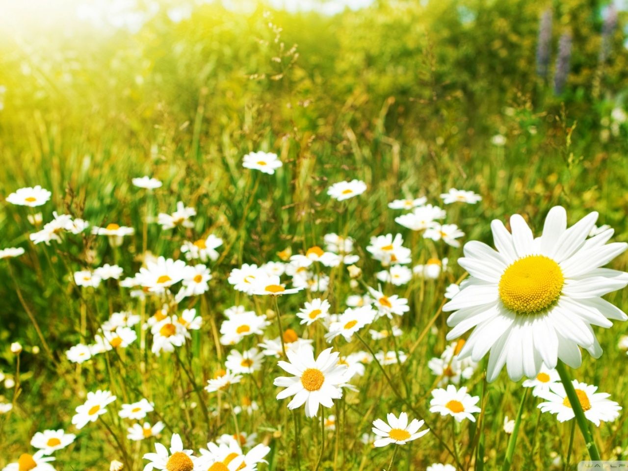 field of daisies wallpapers wallpaper cave on field of daisies wallpapers