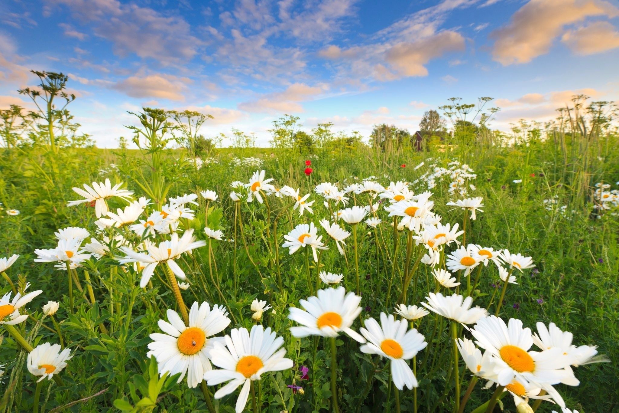 field of daisies wallpapers wallpaper cave on field of daisies wallpapers