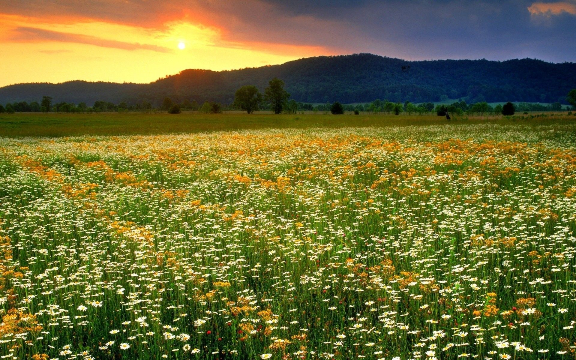 field of daisies wallpapers wallpaper cave on field of daisies wallpapers