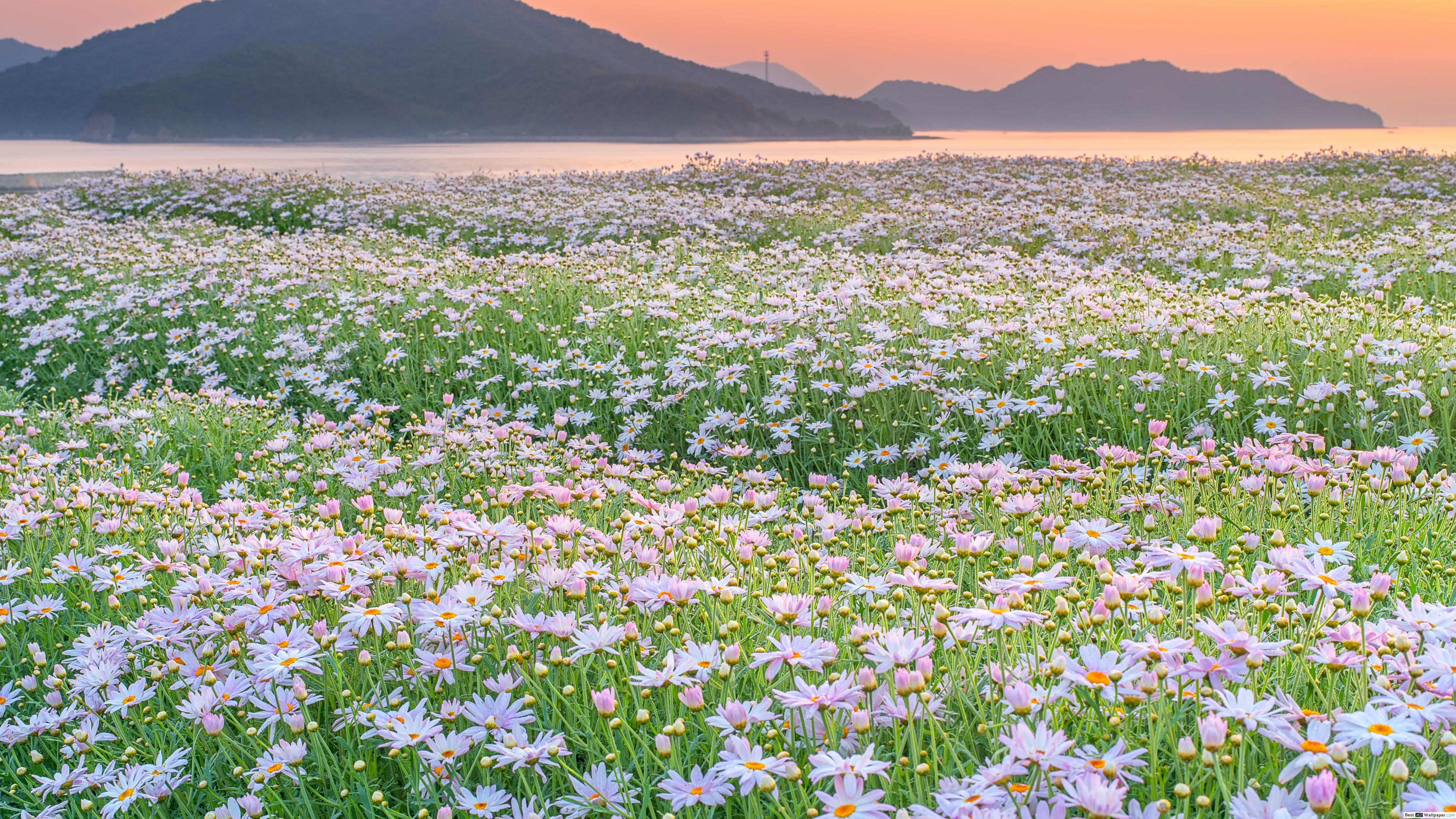 field of daisies wallpapers wallpaper cave on field of daisies wallpapers