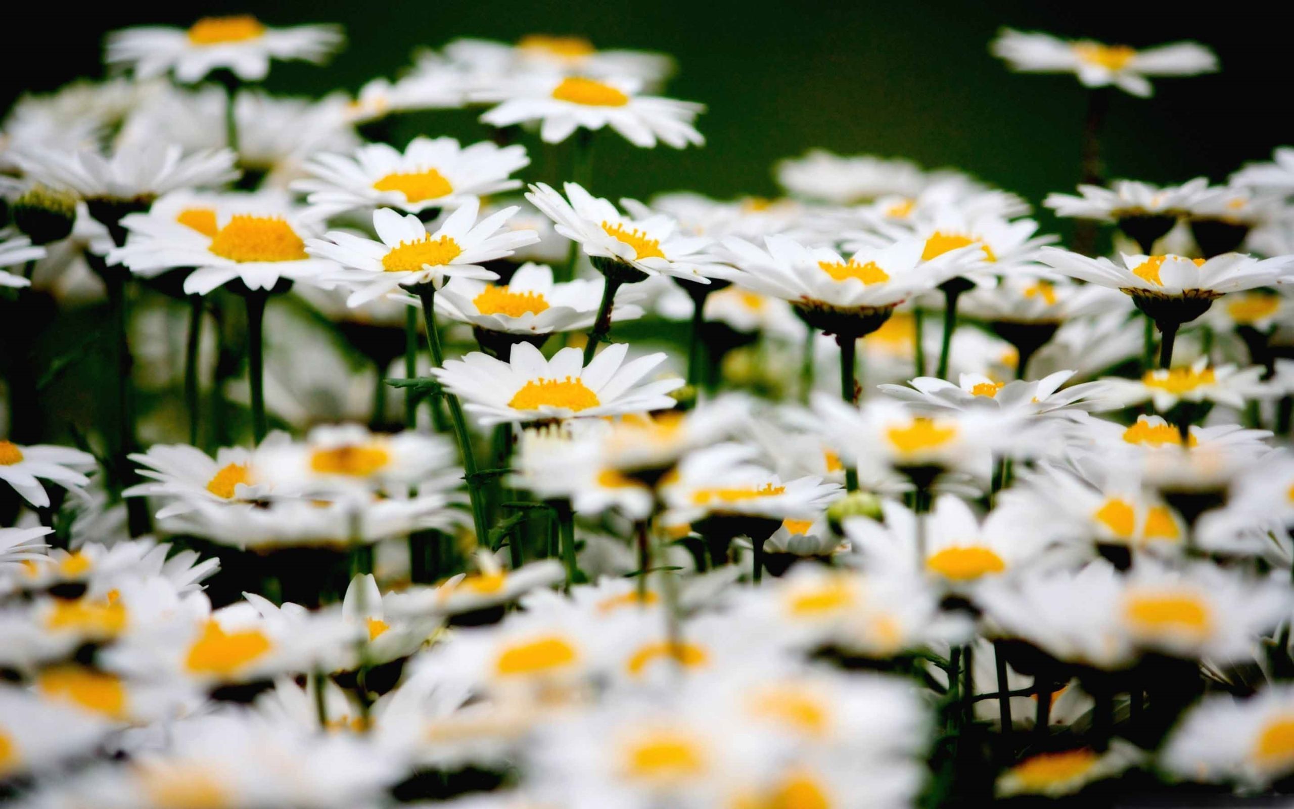field of daisies wallpapers wallpaper cave on field of daisies wallpapers