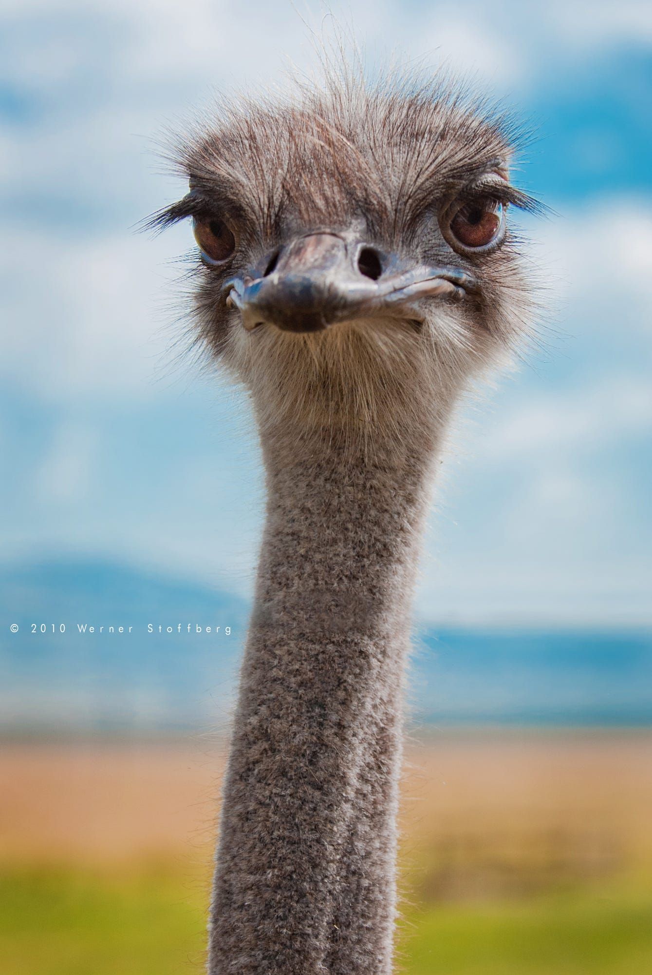 cute ostrich wallpapers wallpaper cave on cute ostrich wallpapers